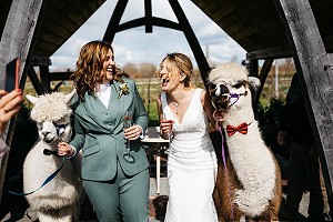 Alpacas